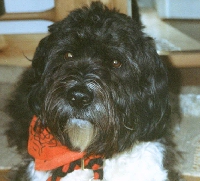 Anton1.jpg (35606 Byte)